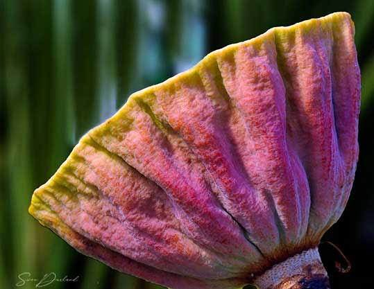 Lotus seed pod