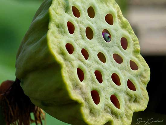 Lotus seed pod