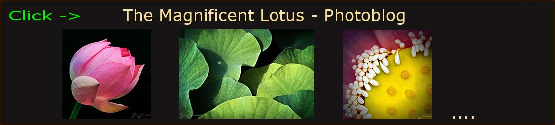 Svcen Durland blog header