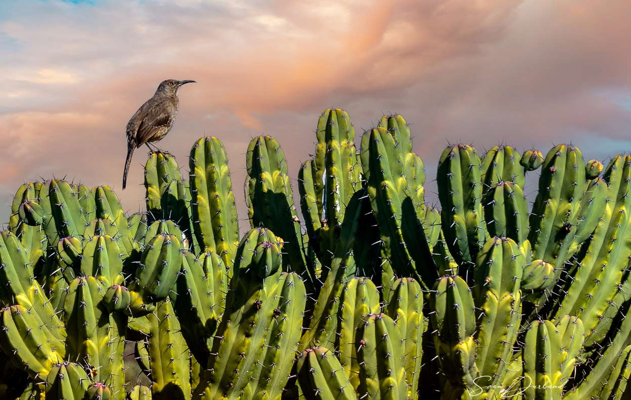 Cactus wren 