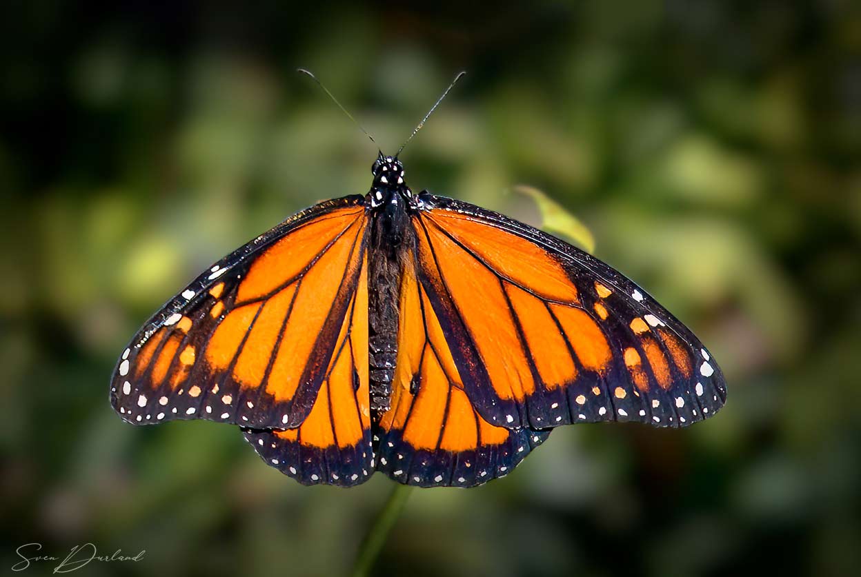 monarch butterfly