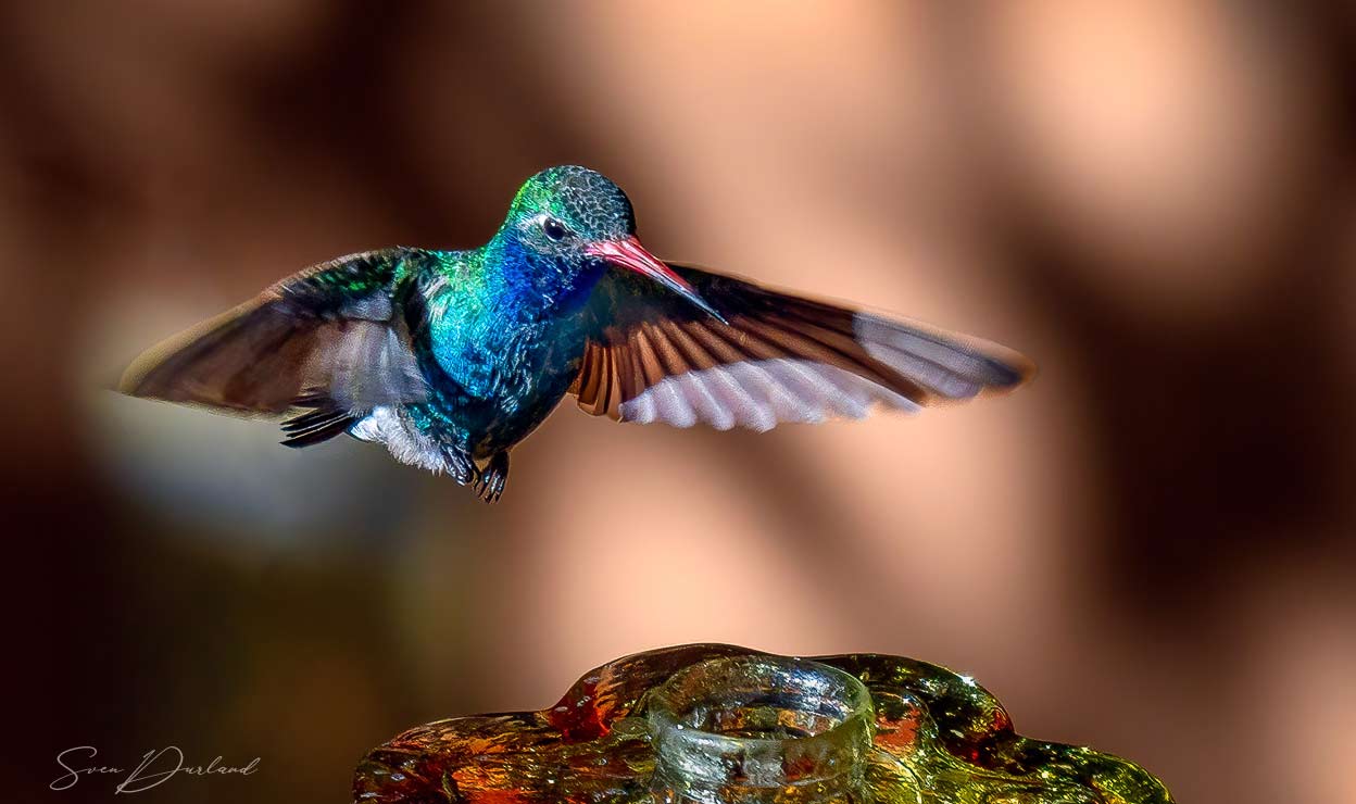 hummingbird in Mexico