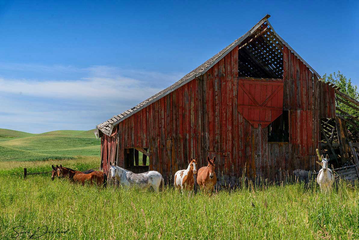 Mules and horses in the Palouse