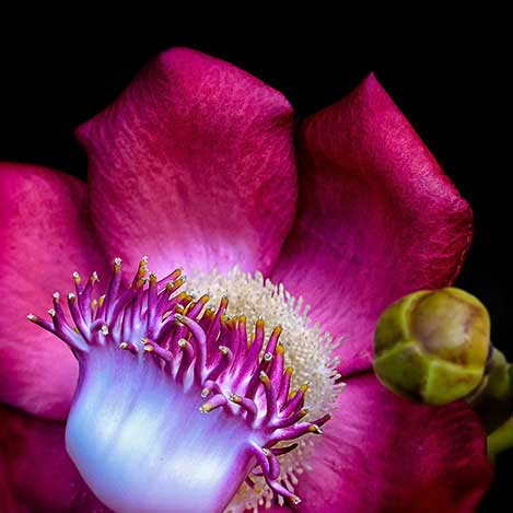 Cannon Ball Tree flower