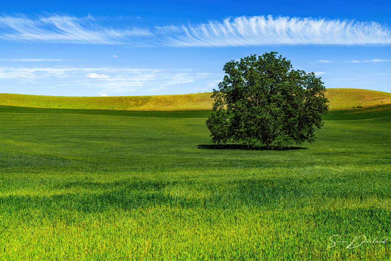 Lone Tree in The Palouse