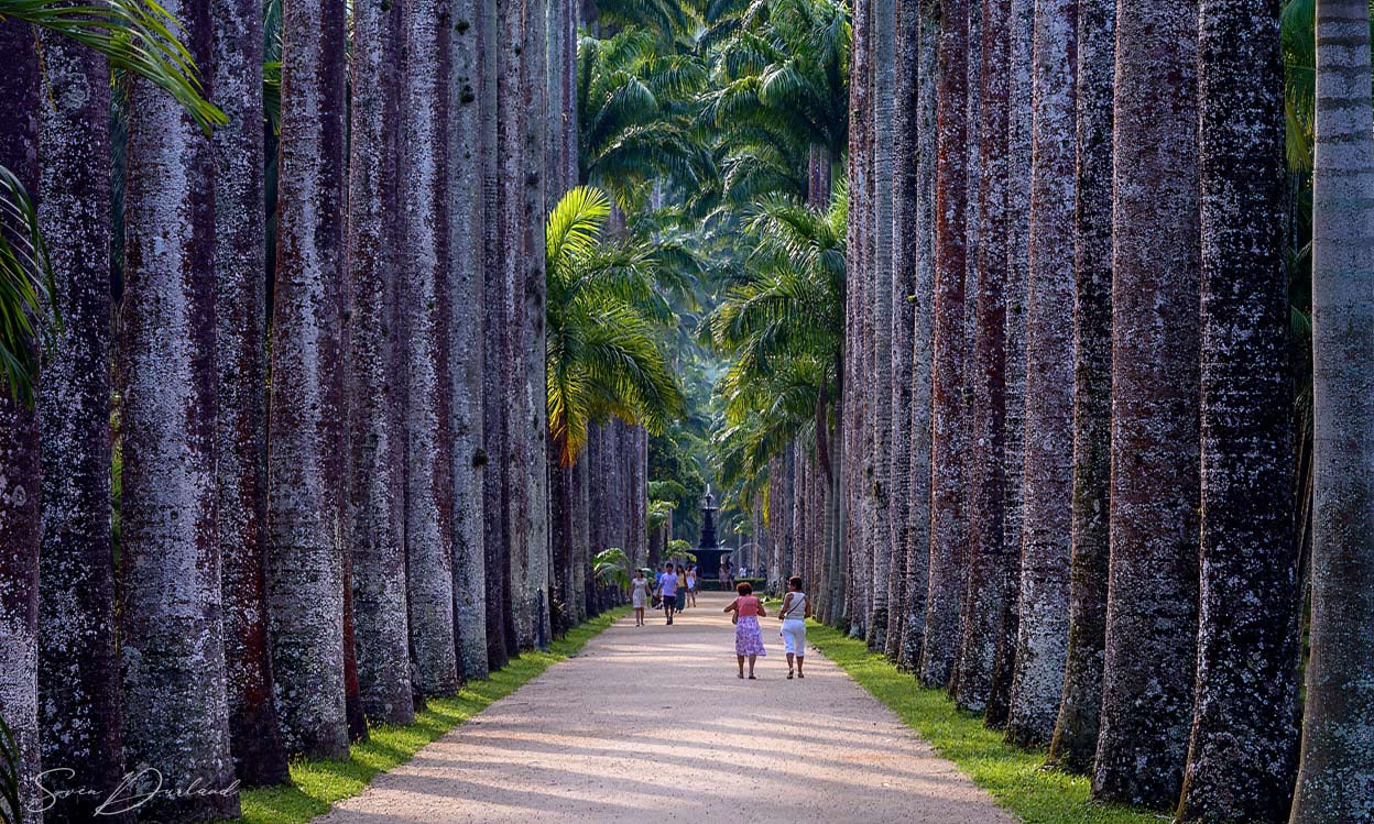 Palms lining the pathway in Rio