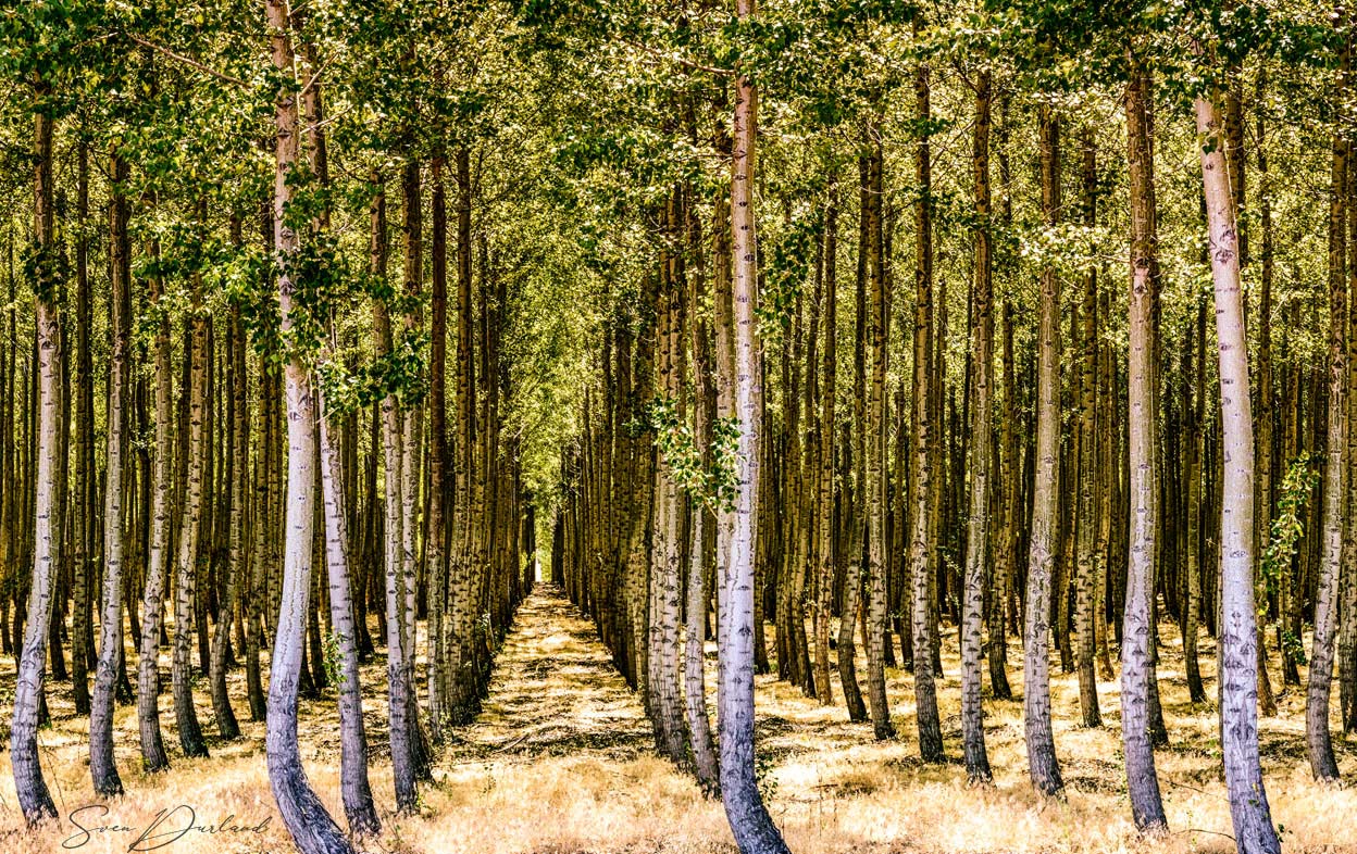 Fast-growing Poplar trees for biomass fuel