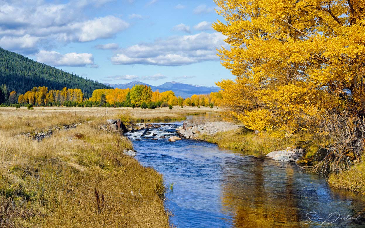Aspens in Southern Oregon