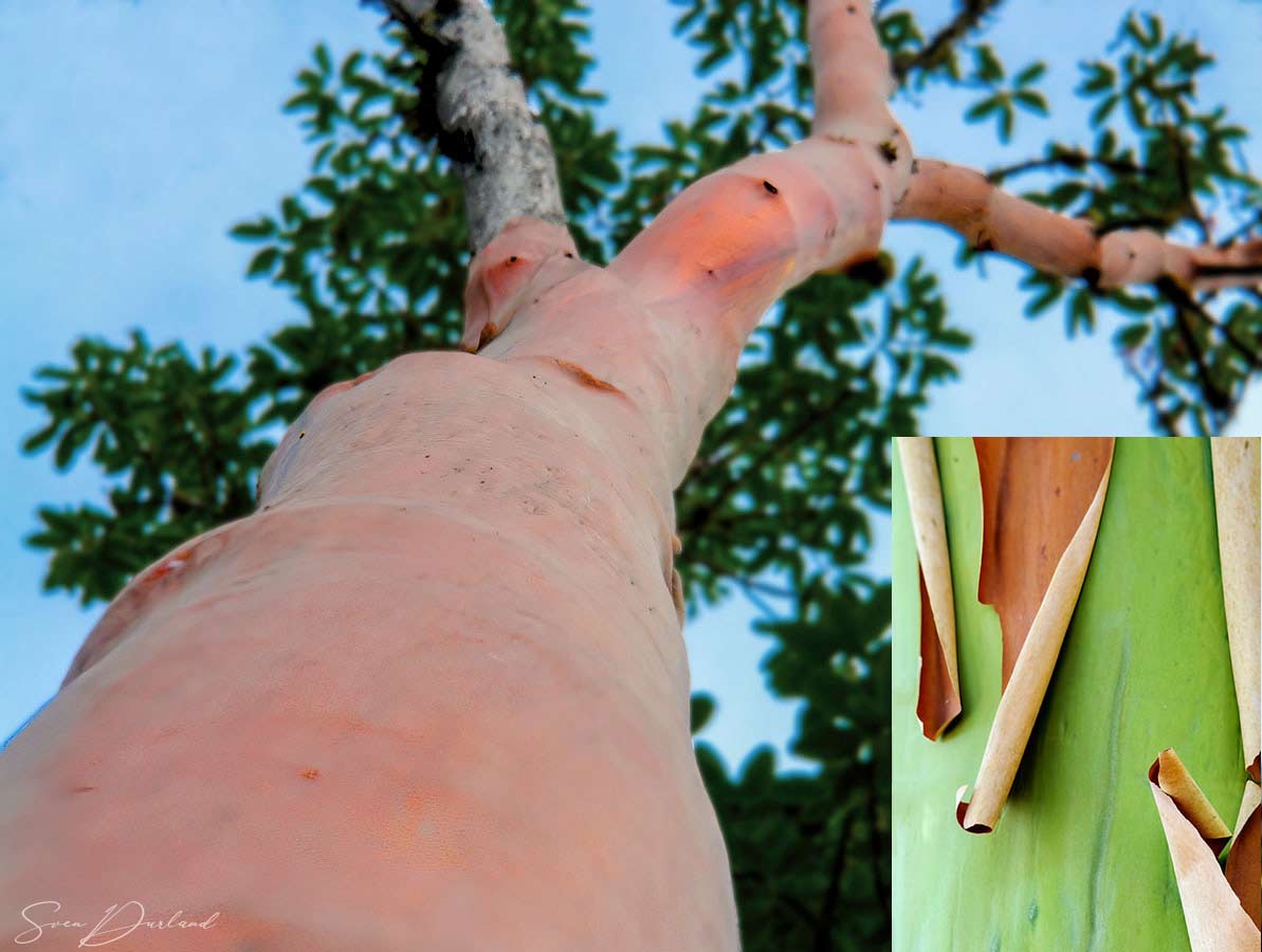 Madrone tree plus peeling bark