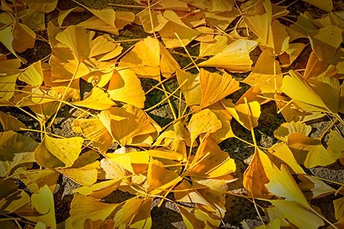 Ginkgo leaves
