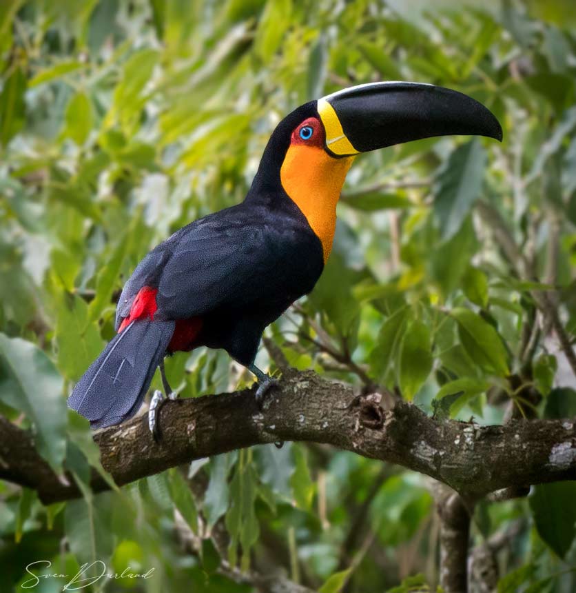 Aerial Toucan