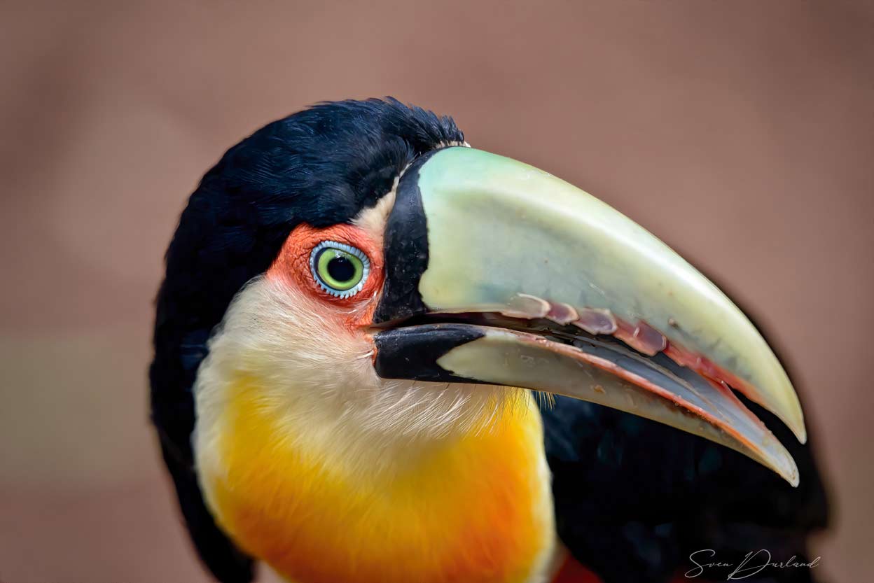 Green-billed Toucan