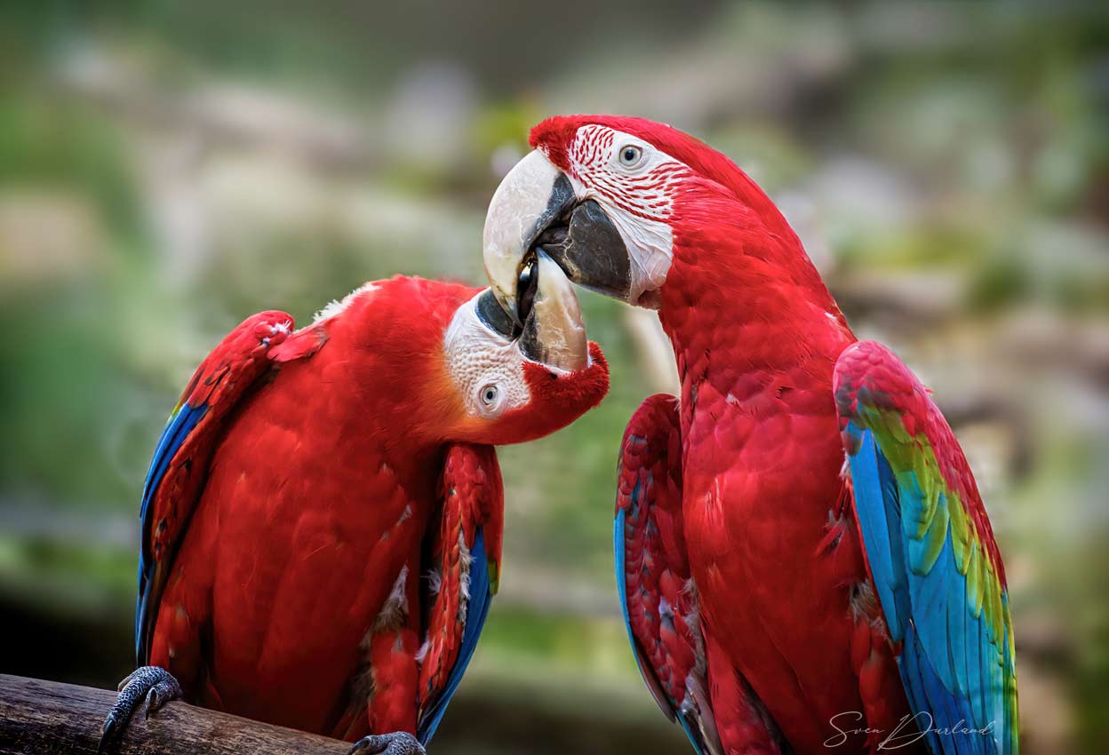 Scarlet Macaws
