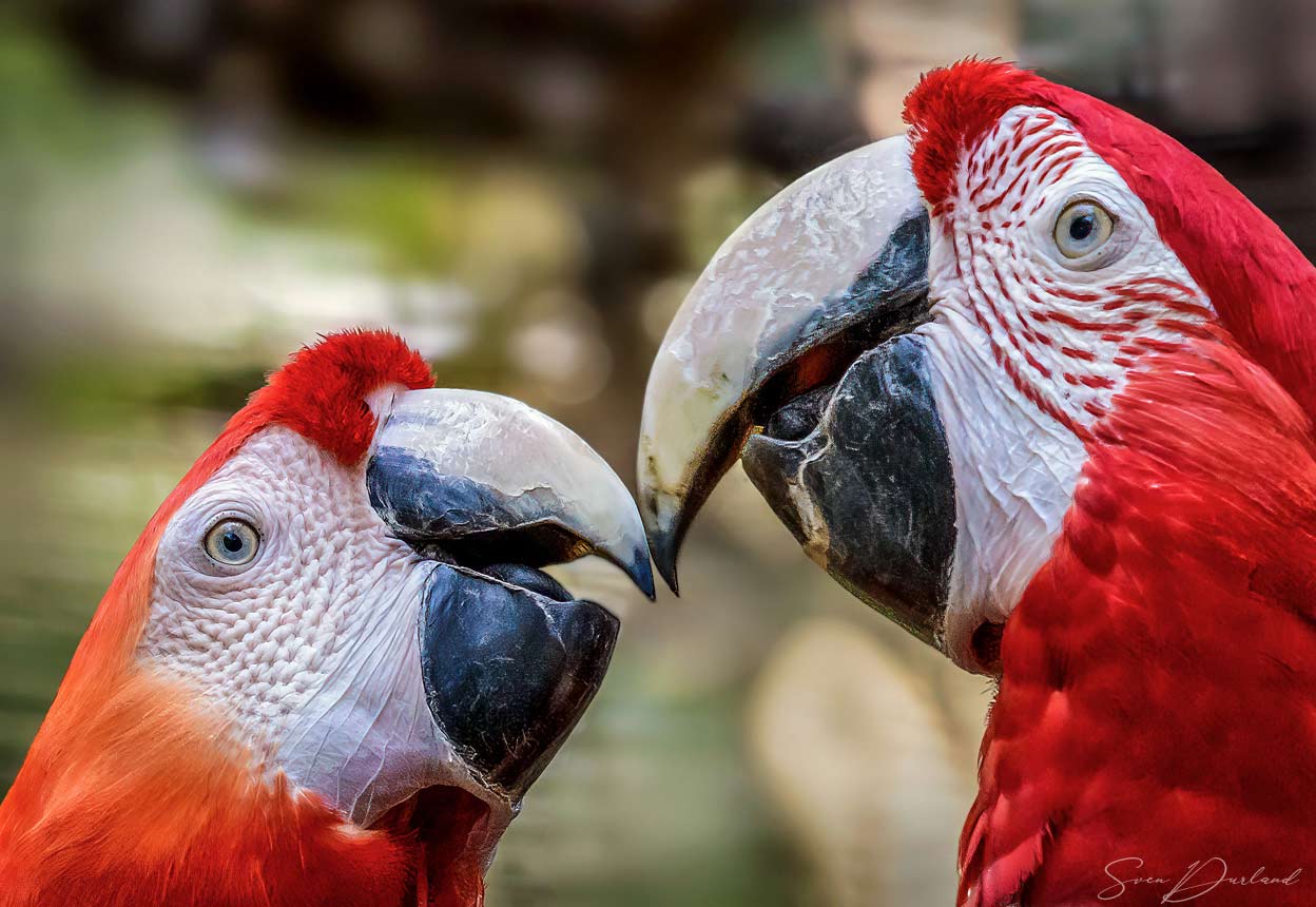Scarlet Macaw couple