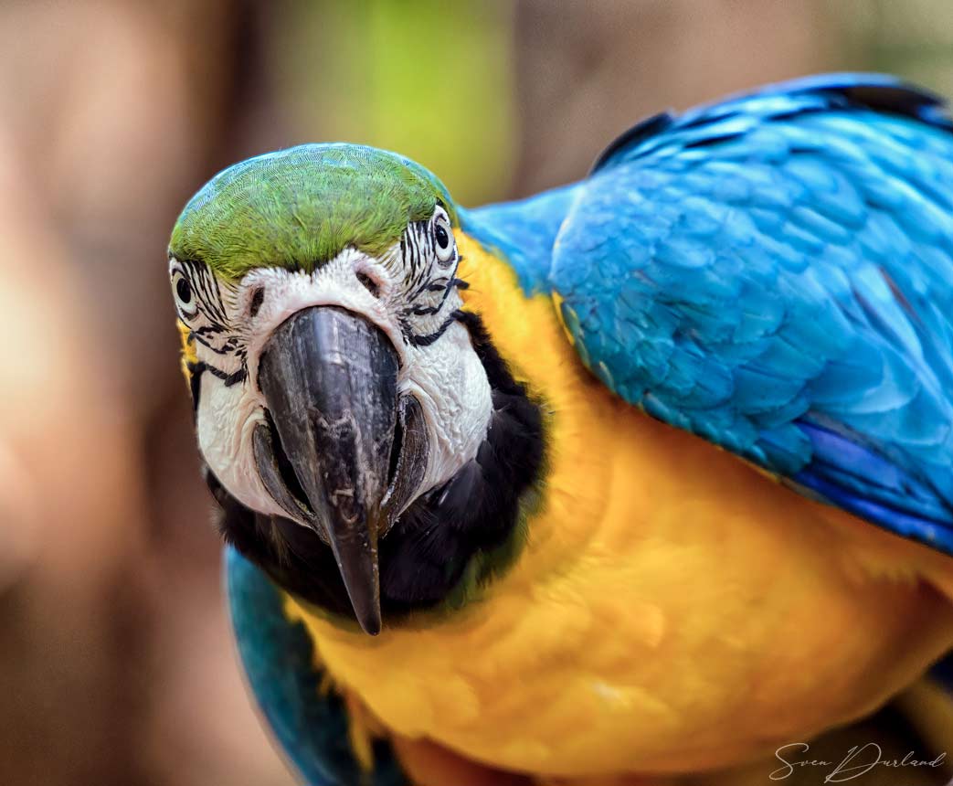 Blue and yellow Macaw