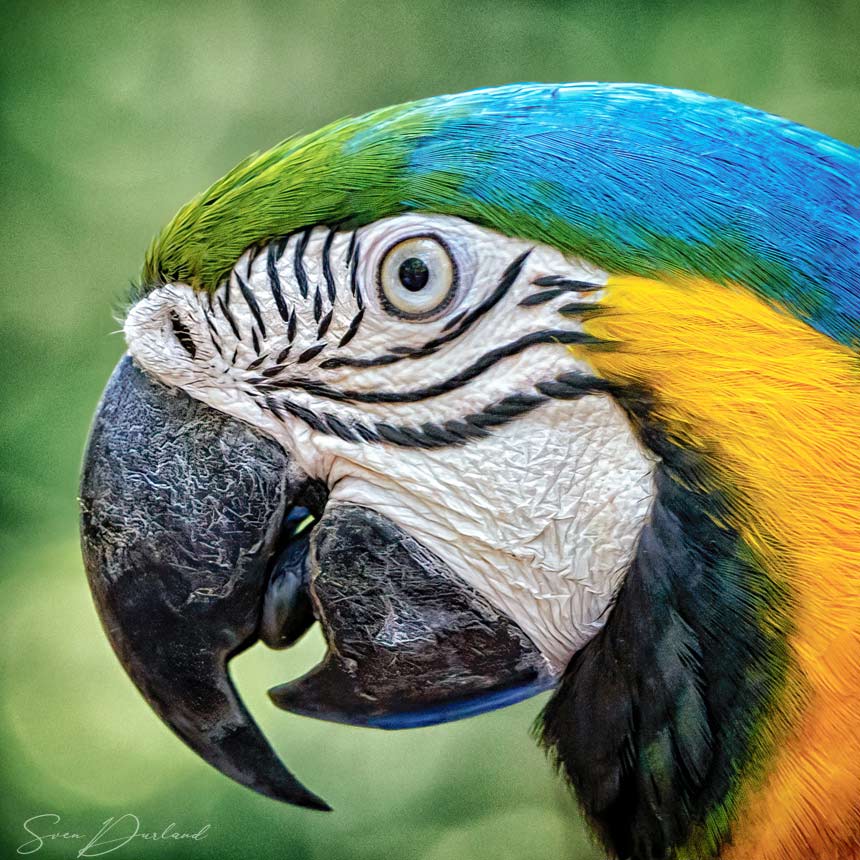 Blue and yellow Macaw close up