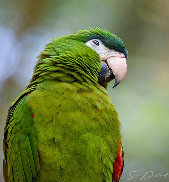Green Parrot
