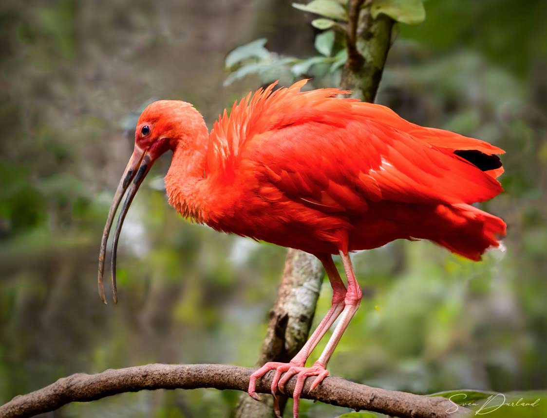 Scarlet Ibis