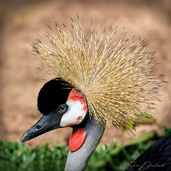 African Crested Crane close up