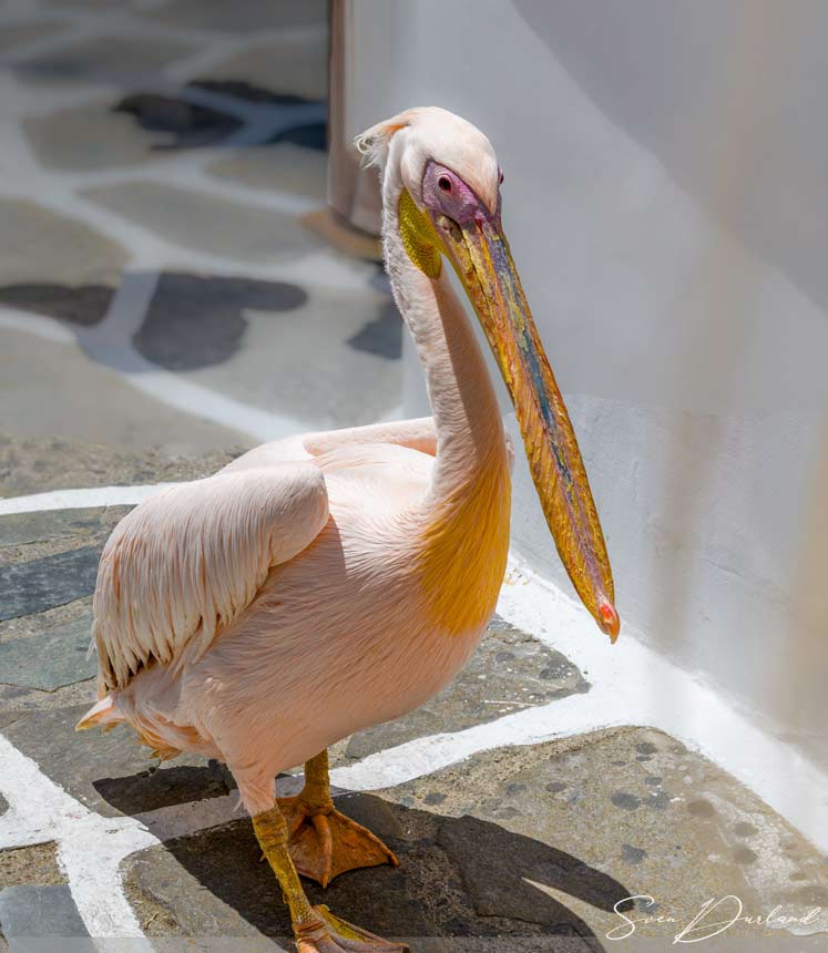 Peter the pink Pelican. Mykonos