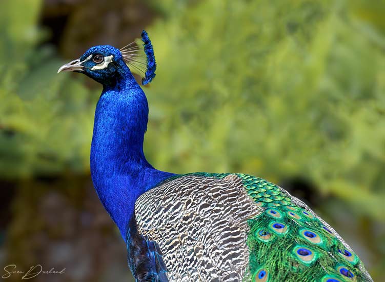 Male Peacock