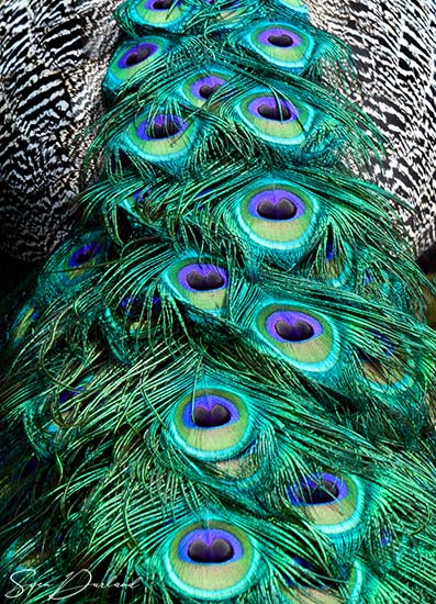 Male Peacock tail
