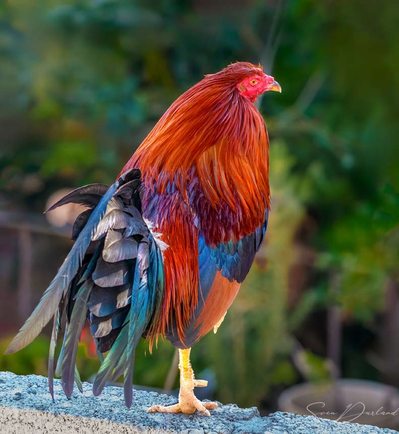exotic rooster