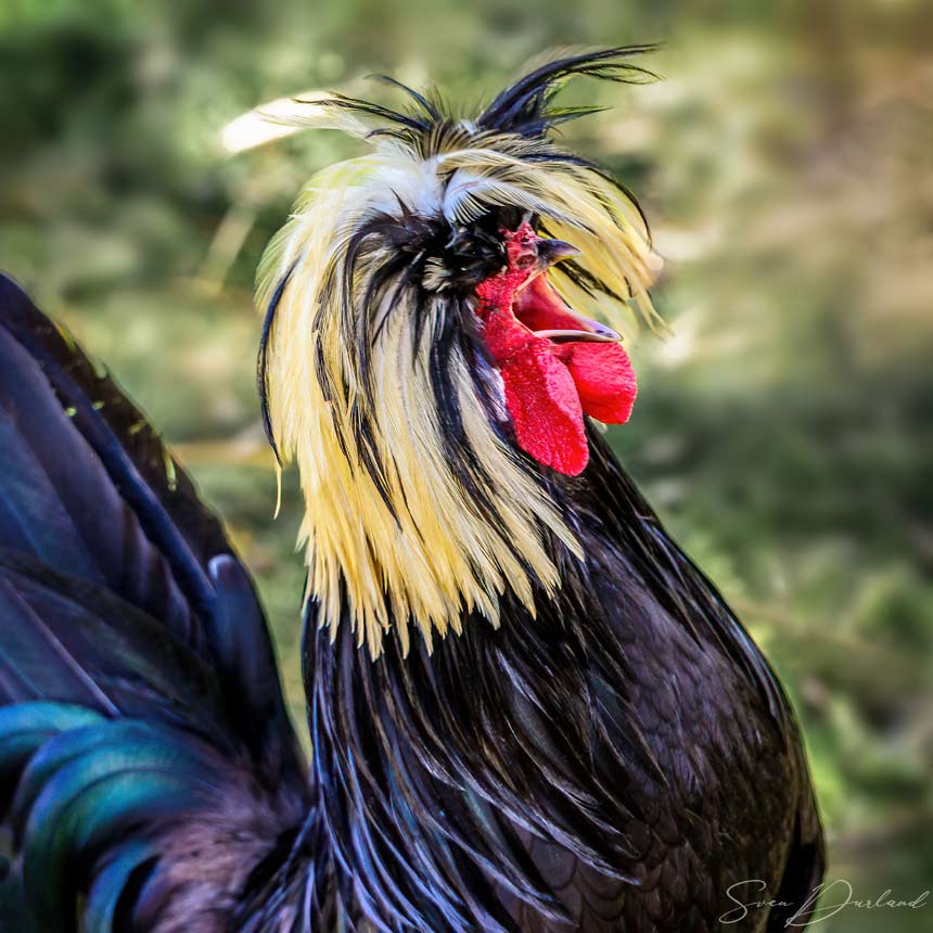 exotic rooster