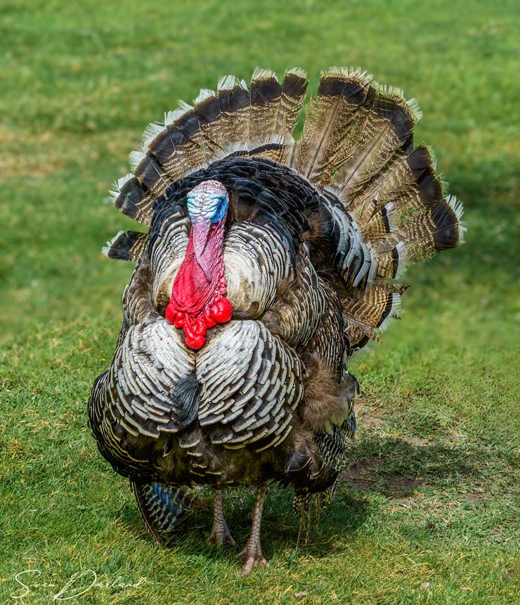 male turkey spreading tail