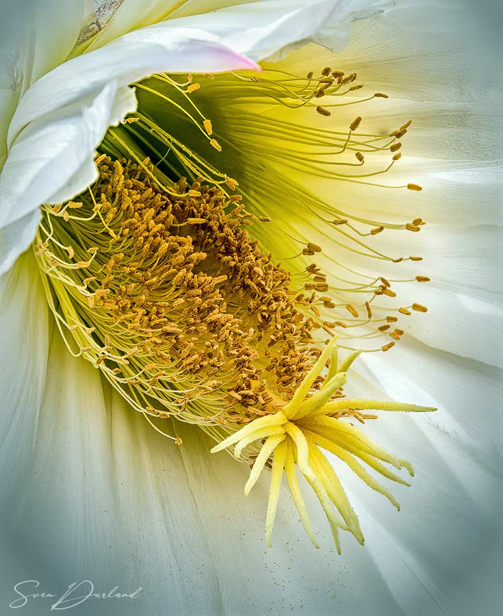 Cactus flower extreme close-up