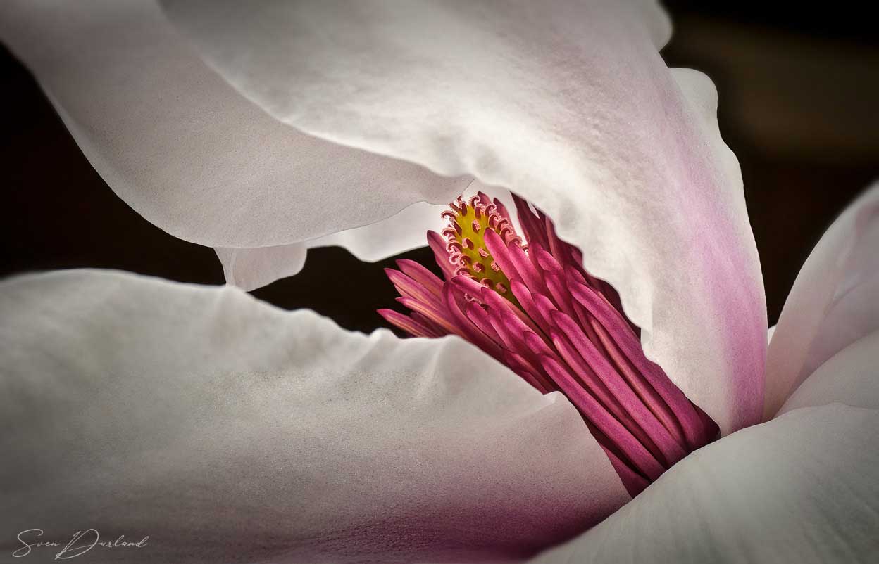 Magnolia flower close-up