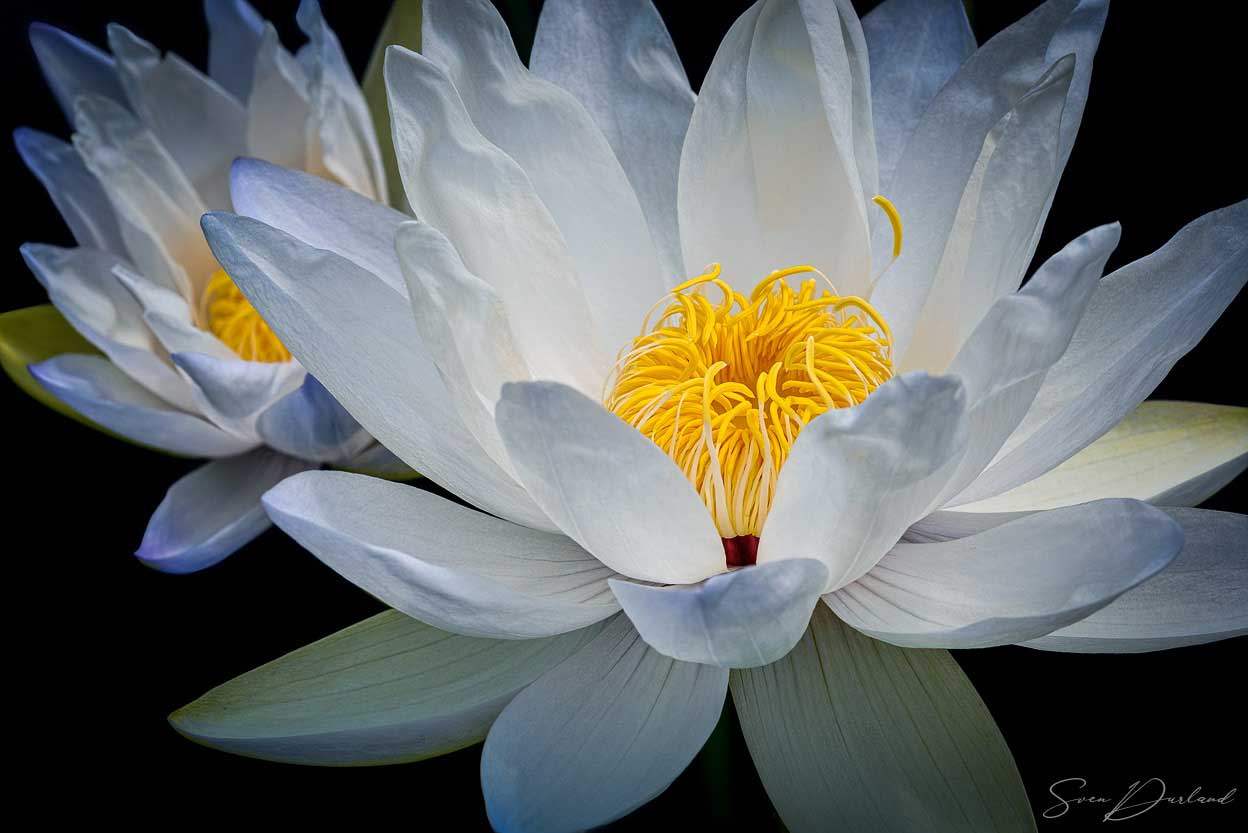 Waterlilies close-up