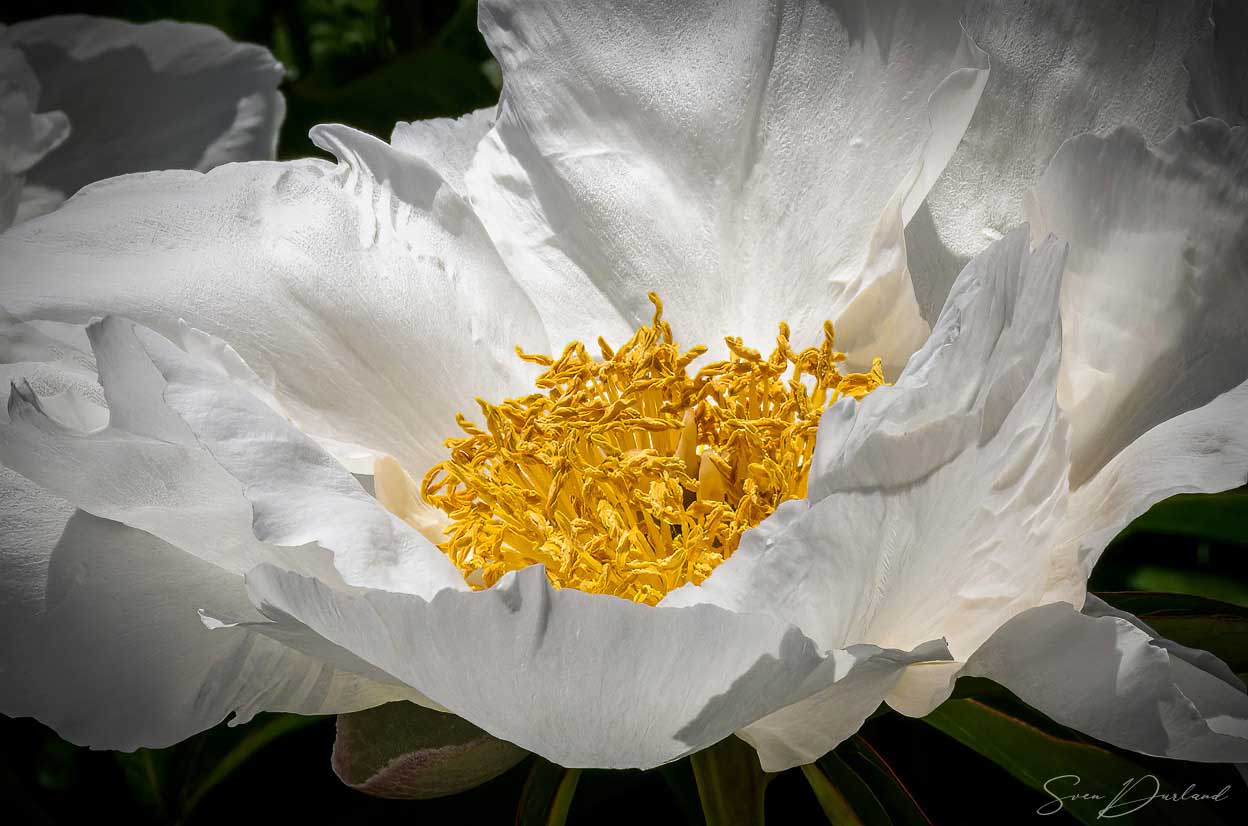 Peoni flower close-up