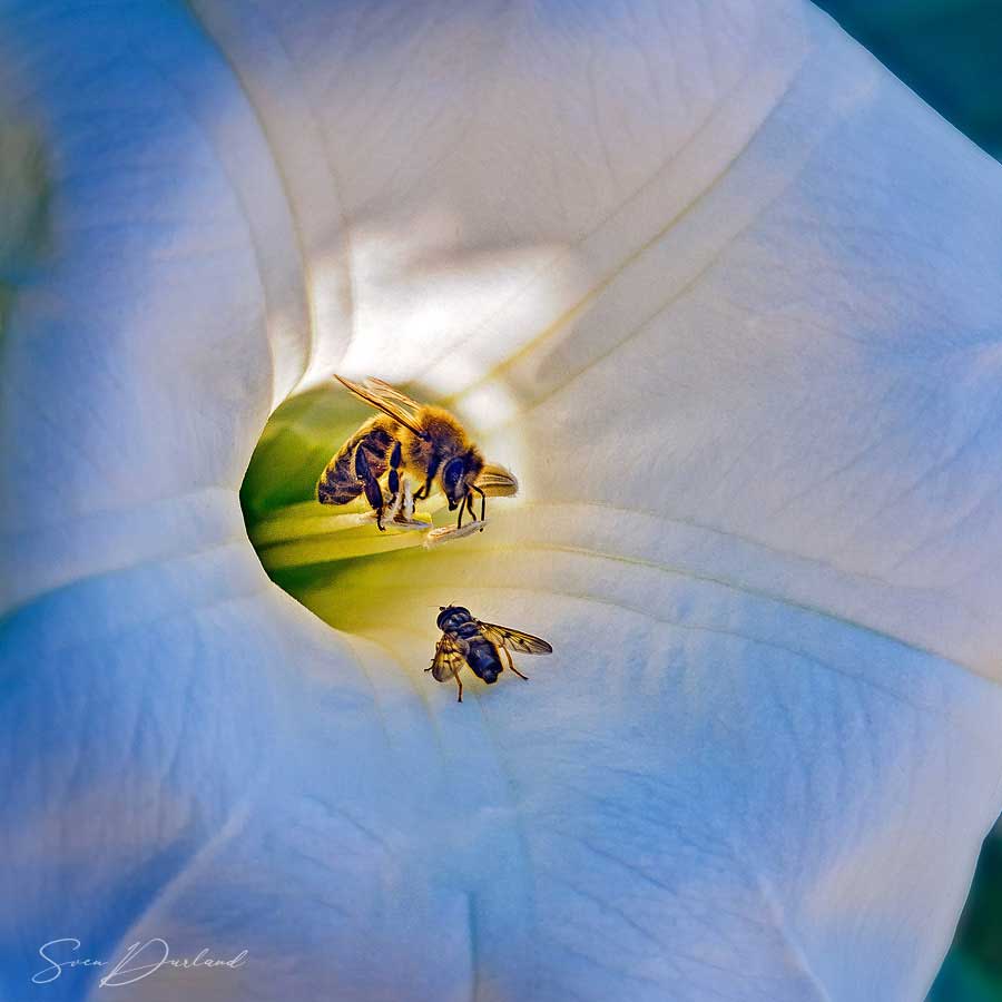 Bees in a Moningglory flower