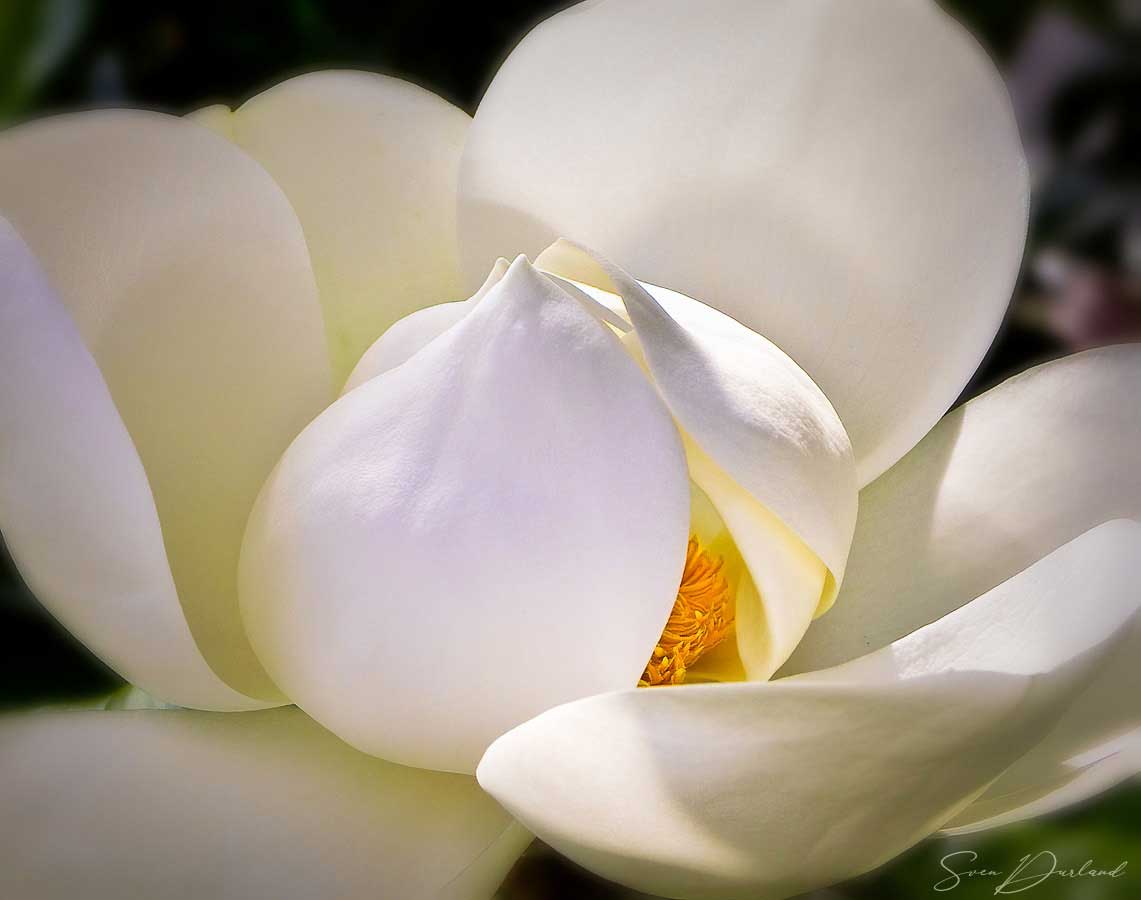 Magnolia flower close-up