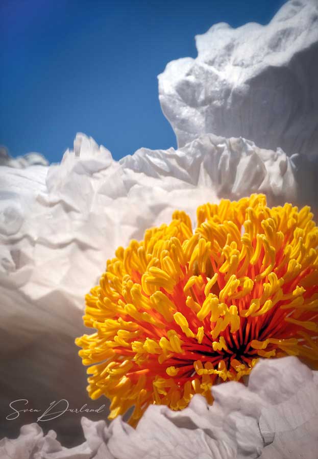 Matilija Poppy close-up