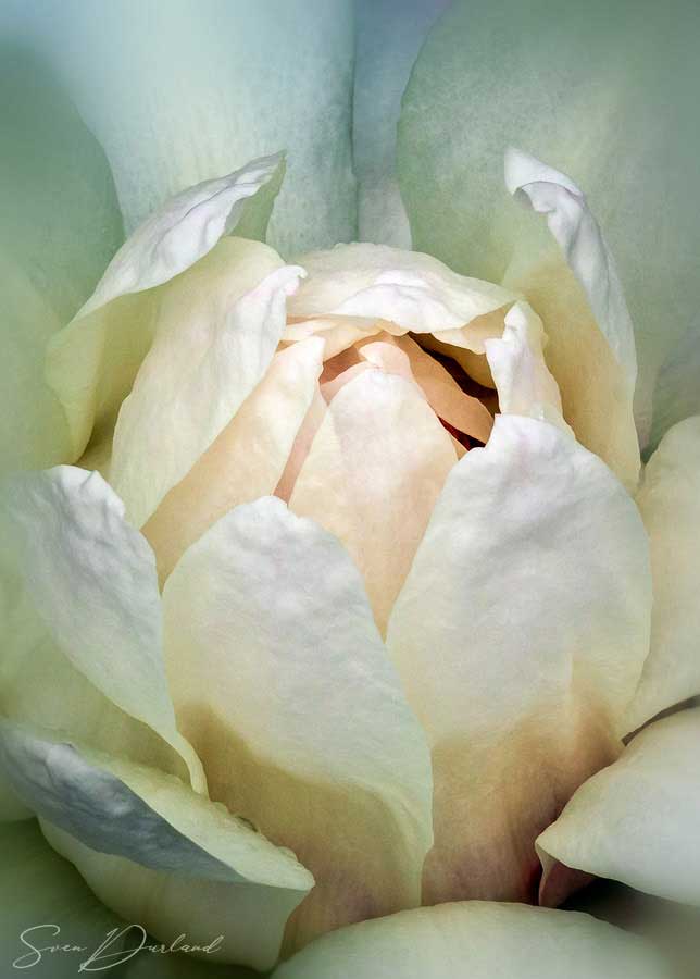 Victoria lily flower close-up