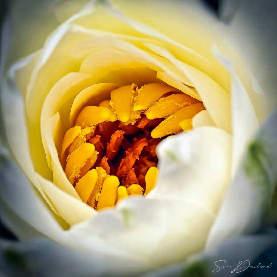 Waterlily bud close-up