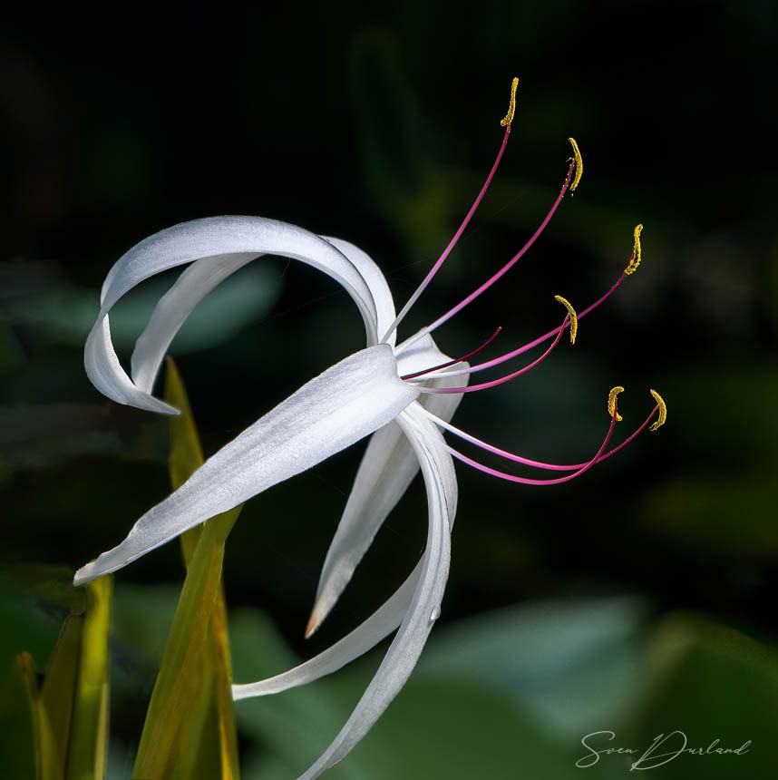 Close up white water lily