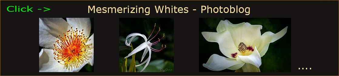 Sven Durland blog header