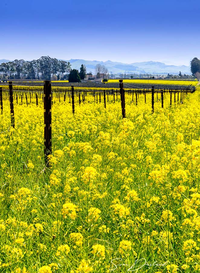 Spring in the vineyard. Mustard in bloom
