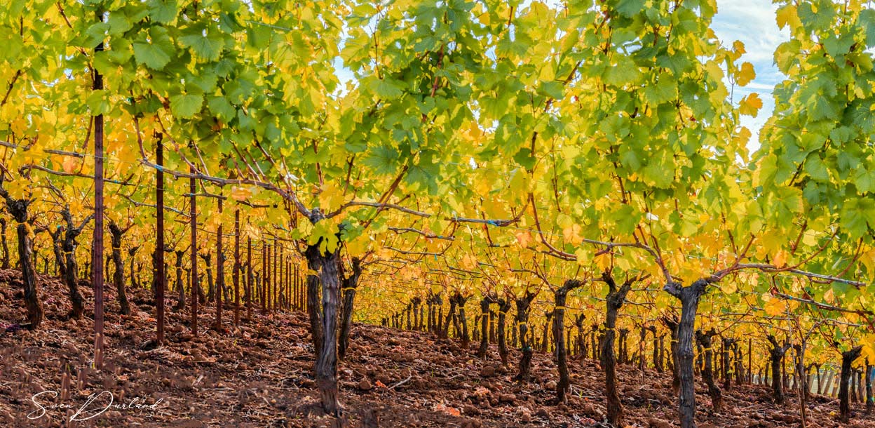 Fall in the vineyard