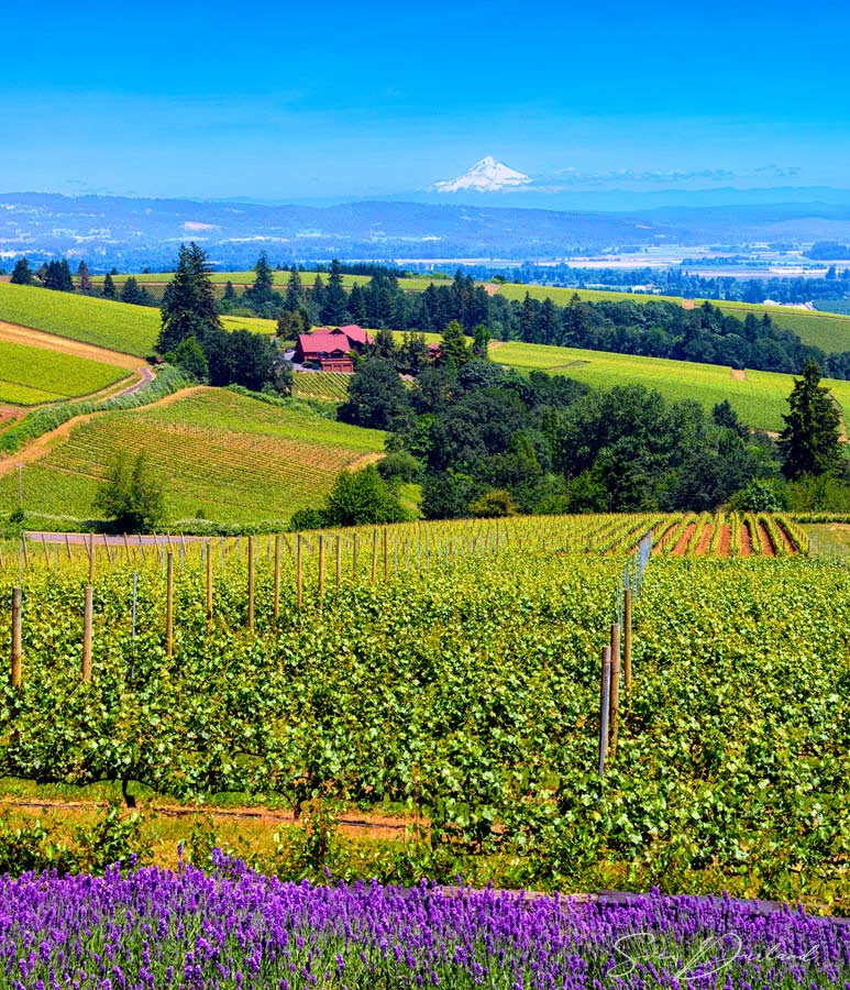 Oregon vineyard view in the spring
