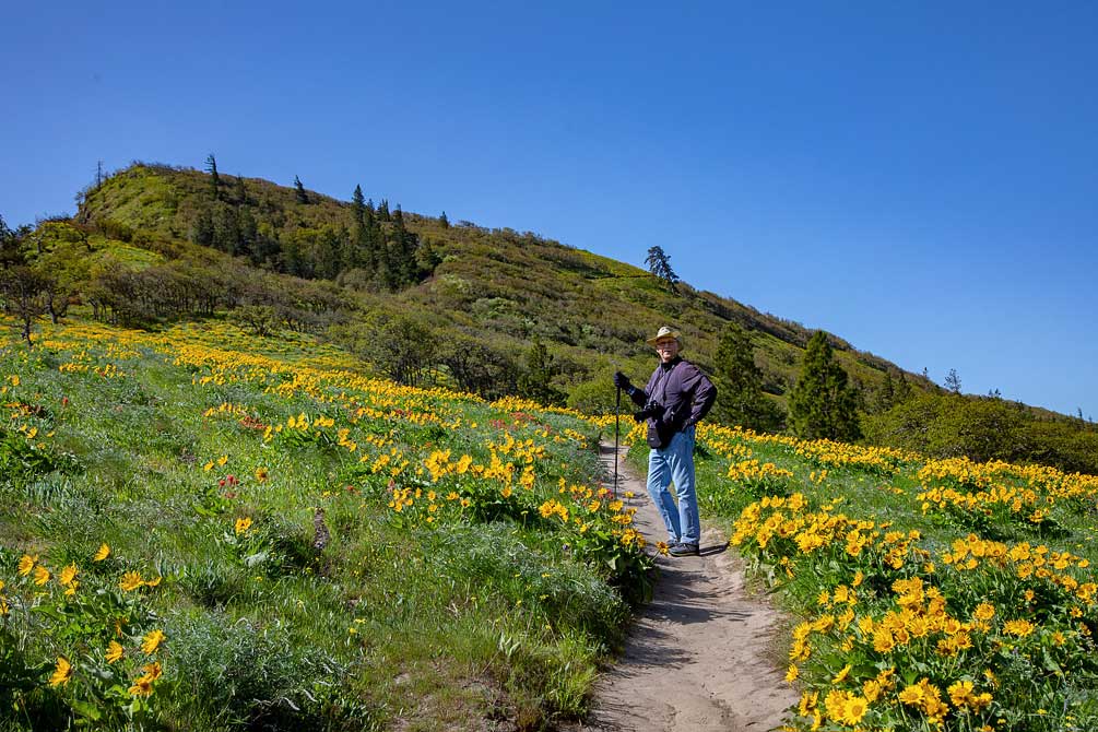 Balsamroot flowers