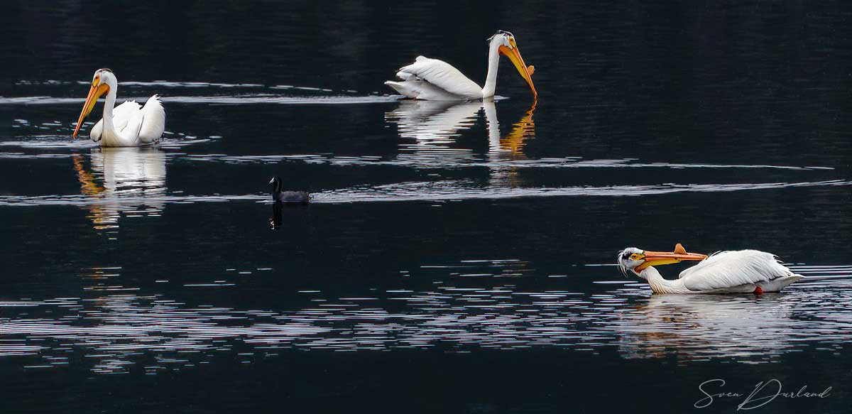 White pelicans