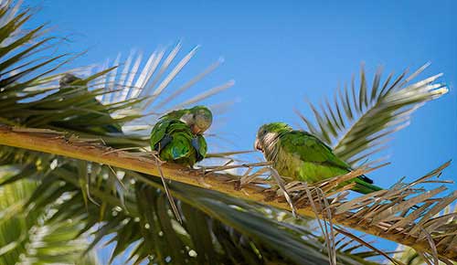 Monk Parakeets