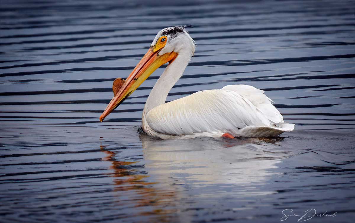 White pelican 