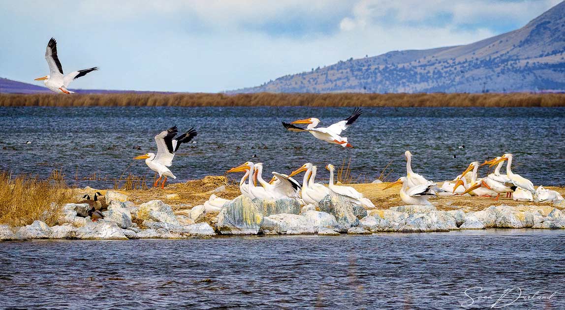 White Pelican flock