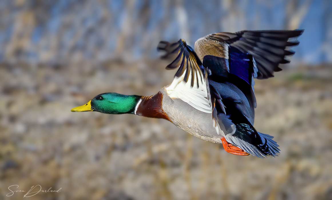 Mallard - male in flight