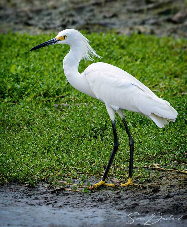 Snowy egret